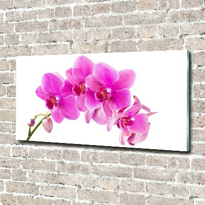 Quadro su vetro acrilico Orchidea rosa