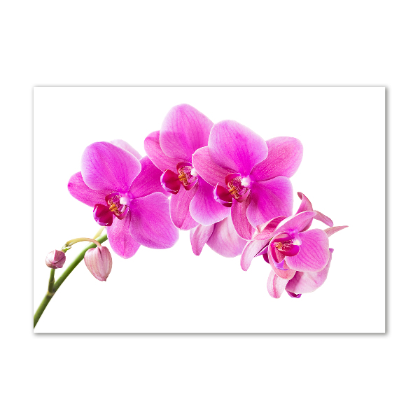 Quadro su vetro acrilico Orchidea rosa