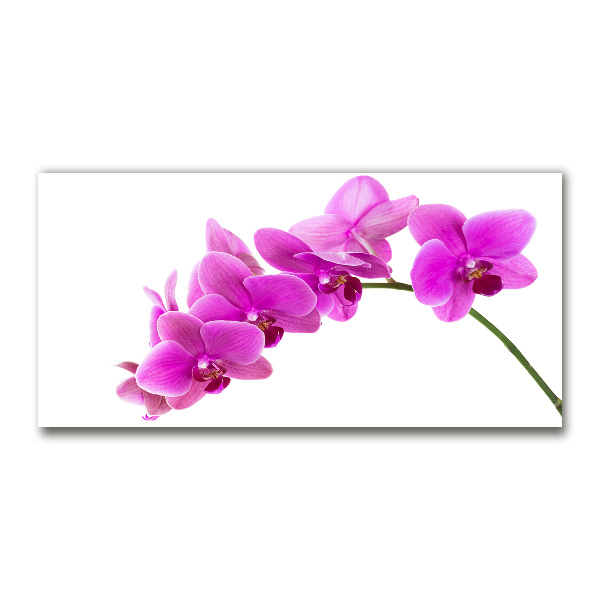 Quadro vetro acrilico Orchidea rosa