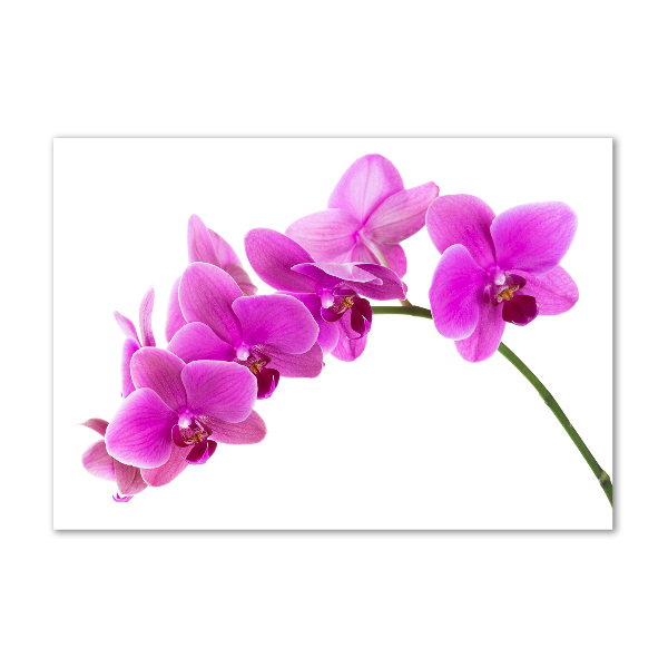 Quadro vetro acrilico Orchidea rosa