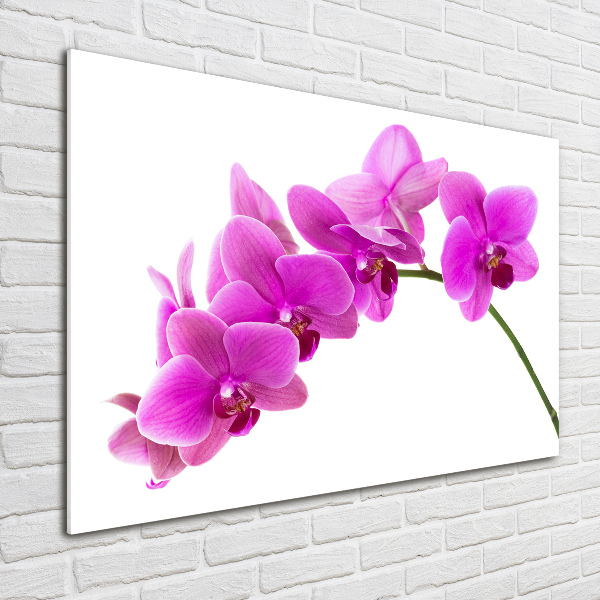 Quadro vetro acrilico Orchidea rosa