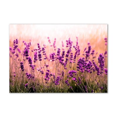 Quadro vetro acrilico Lavanda