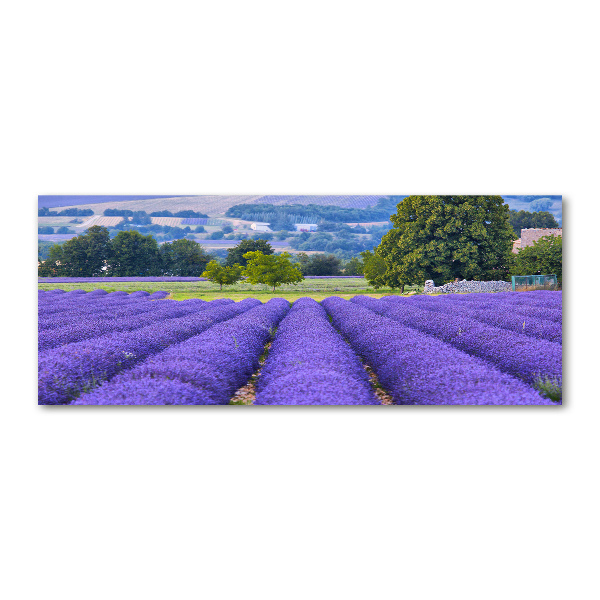 Quadro in vetro acrilico Campo di lavanda