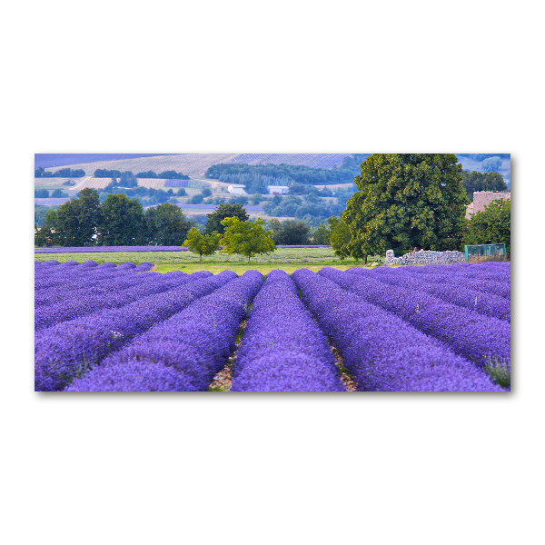 Quadro in vetro acrilico Campo di lavanda