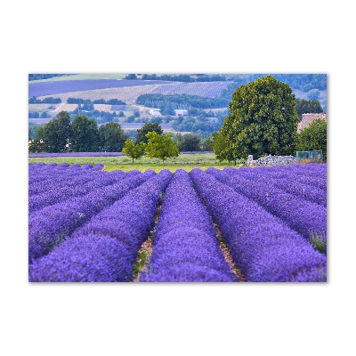 Quadro in vetro acrilico Campo di lavanda