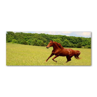 Quadro su vetro acrilico Un cavallo nel prato