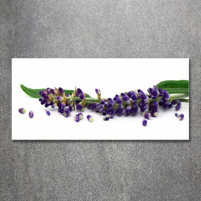 Quadro su vetro acrilico Lavanda