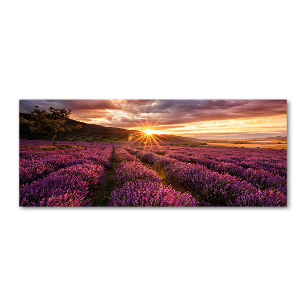 Quadro su vetro acrilico Campo di lavanda