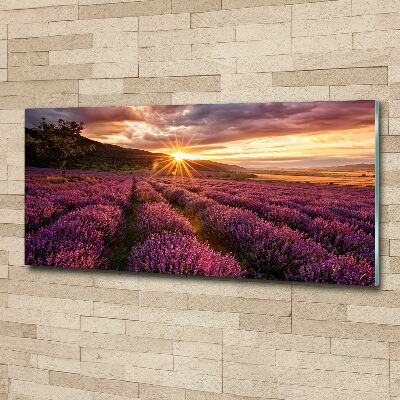 Quadro su vetro acrilico Campo di lavanda