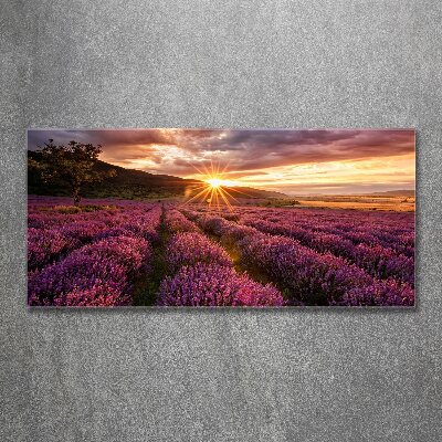 Quadro su vetro acrilico Campo di lavanda