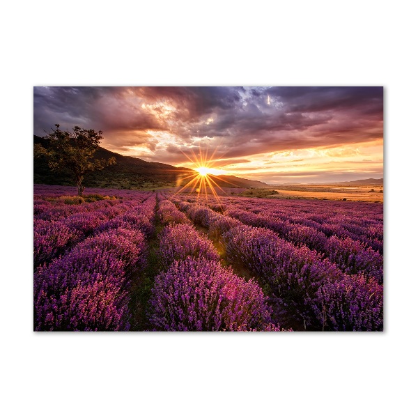 Quadro su vetro acrilico Campo di lavanda