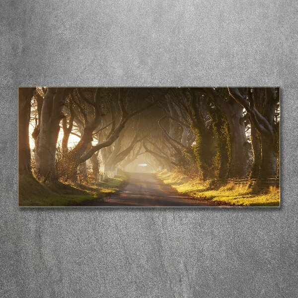 Quadro su vetro acrilico Nebbia nella foresta