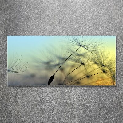 Quadro in vetro acrilico Semi di tarassaco