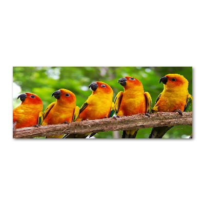 Quadro in vetro acrilico Pappagalli su un ramo