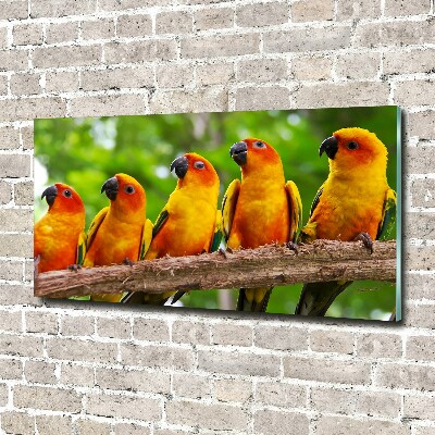 Quadro in vetro acrilico Pappagalli su un ramo