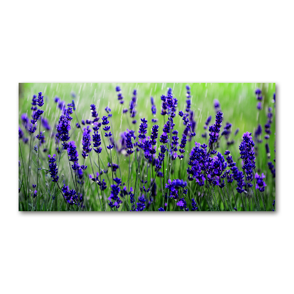 Quadro vetro acrilico Lavanda