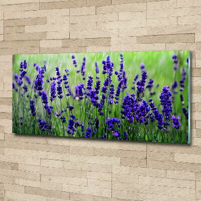 Quadro vetro acrilico Lavanda