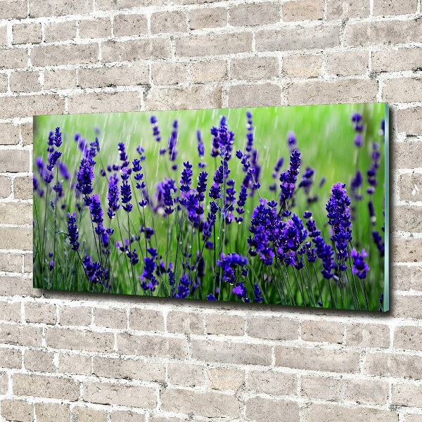 Quadro vetro acrilico Lavanda