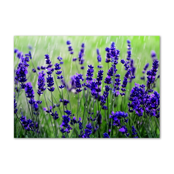 Quadro vetro acrilico Lavanda