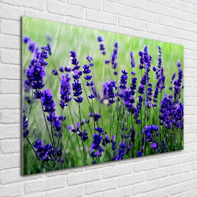 Quadro vetro acrilico Lavanda