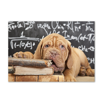 Quadro vetro acrilico Il cane sta mordendo il libro