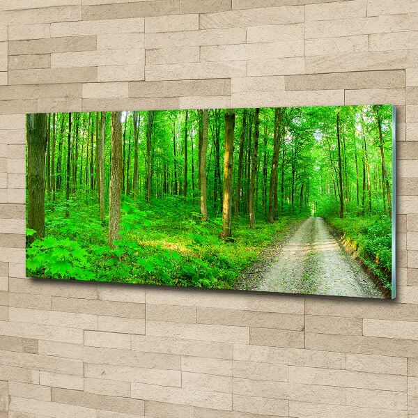 Quadro in vetro acrilico Alberi nella foresta