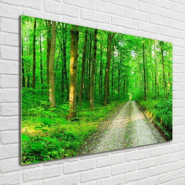 Quadro in vetro acrilico Alberi nella foresta