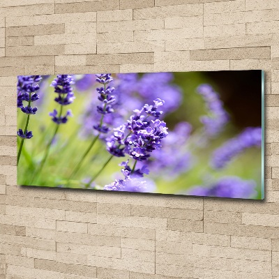 Quadro su vetro acrilico Lavanda