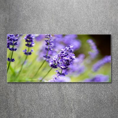 Quadro su vetro acrilico Lavanda