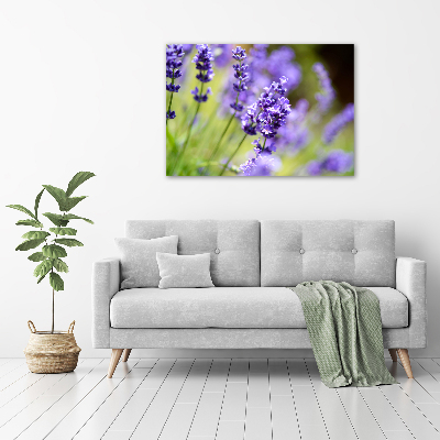 Quadro su vetro acrilico Lavanda