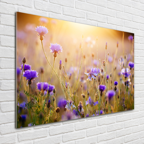 Quadro in vetro acrilico Fiori selvatici