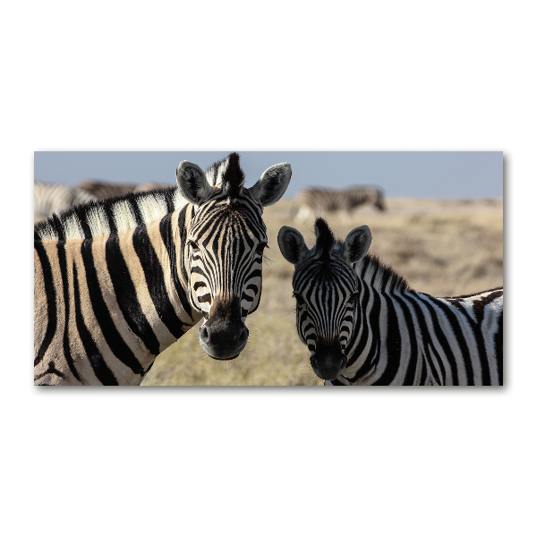 Quadro vetro acrilico Due zebre