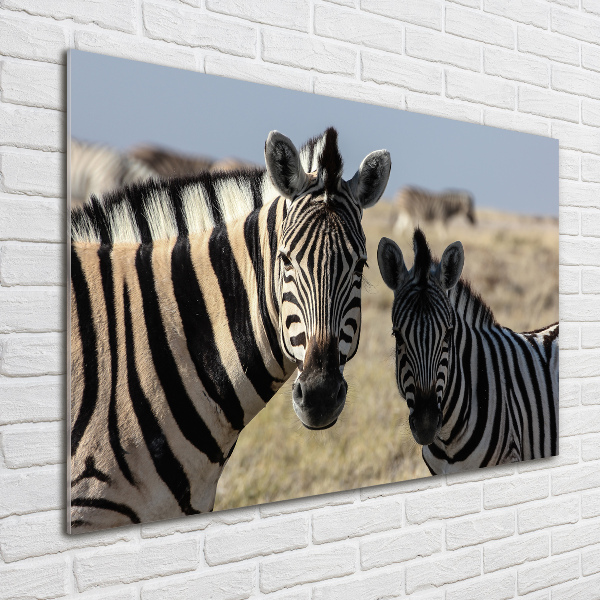 Quadro vetro acrilico Due zebre