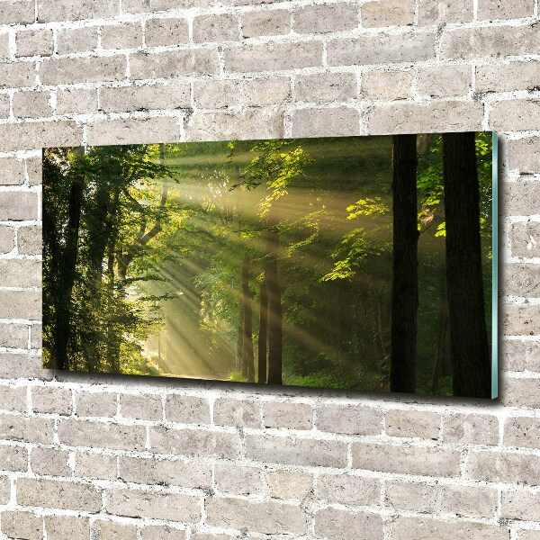 Quadro vetro acrilico Foresta al sole