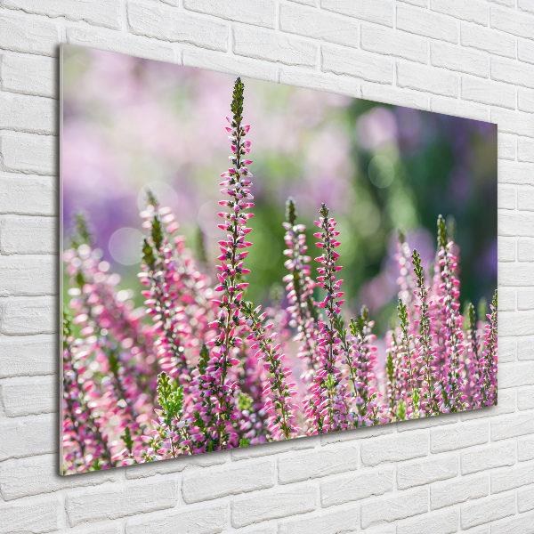 Quadro su vetro acrilico Fiori di erica