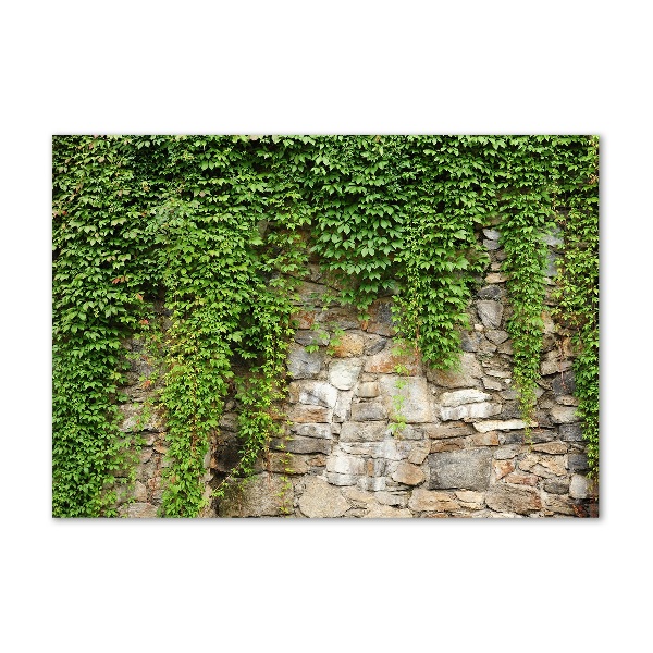 Quadro in vetro acrilico Edera verde