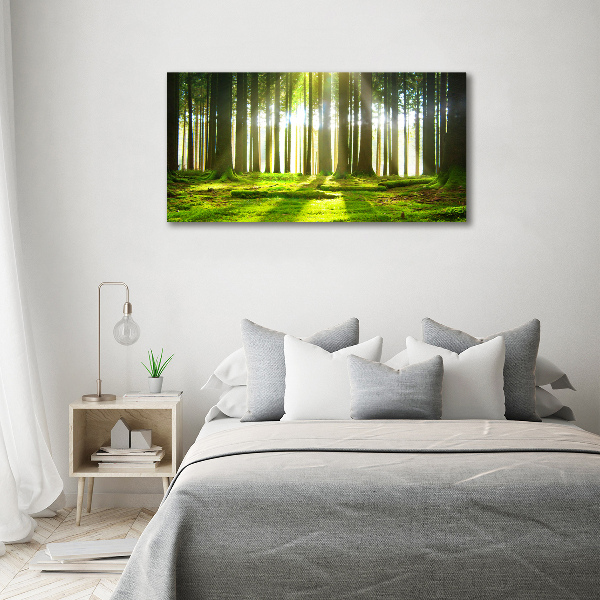 Quadro su vetro acrilico Foresta al sole