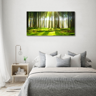 Quadro su vetro acrilico Foresta al sole