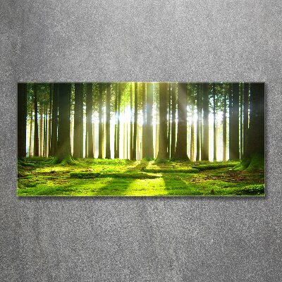 Quadro su vetro acrilico Foresta al sole