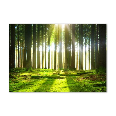 Quadro su vetro acrilico Foresta al sole