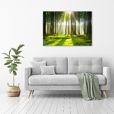Quadro su vetro acrilico Foresta al sole