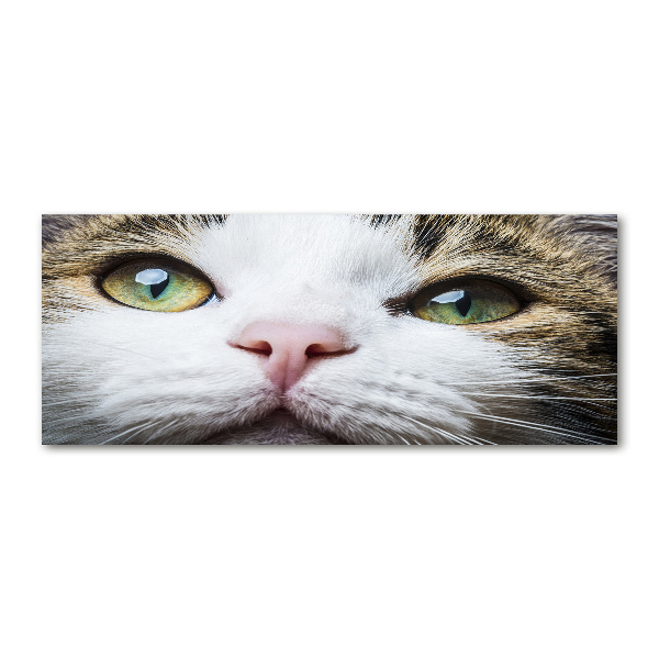 Quadro vetro acrilico Occhi di gatto verdi