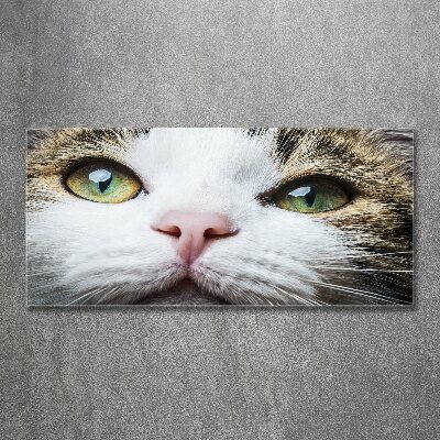 Quadro vetro acrilico Occhi di gatto verdi