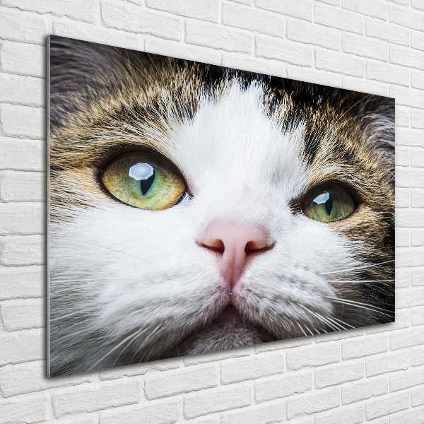 Quadro vetro acrilico Occhi di gatto verdi