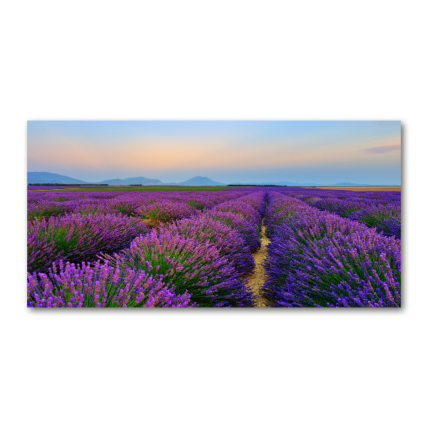 Quadro vetro acrilico Campo di lavanda