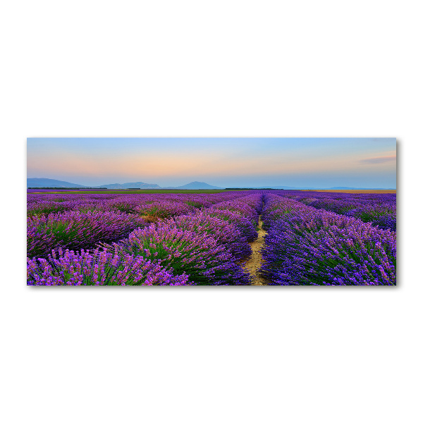Quadro vetro acrilico Campo di lavanda