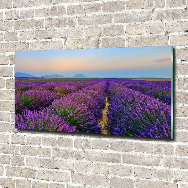 Quadro vetro acrilico Campo di lavanda