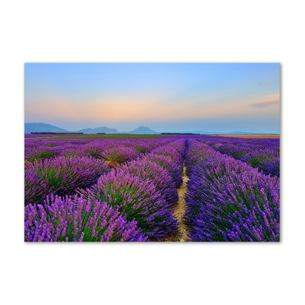 Quadro vetro acrilico Campo di lavanda