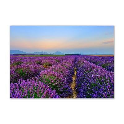 Quadro vetro acrilico Campo di lavanda