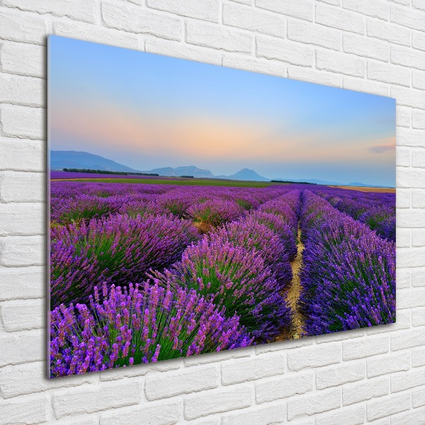 Quadro vetro acrilico Campo di lavanda